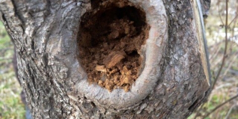 Udubljenje u stablu jabuke: šta učiniti, kako popraviti